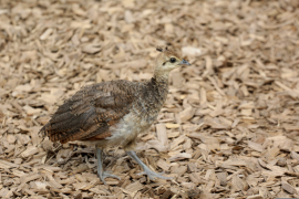 burung-merak 3 senarai